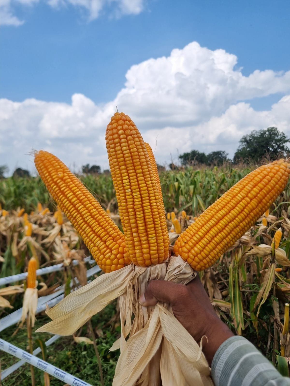 Field agronomist inspecting cob girth in Hybrid Maize VPL 8759