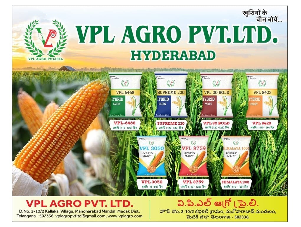 Cob development check on hybrid maize plot