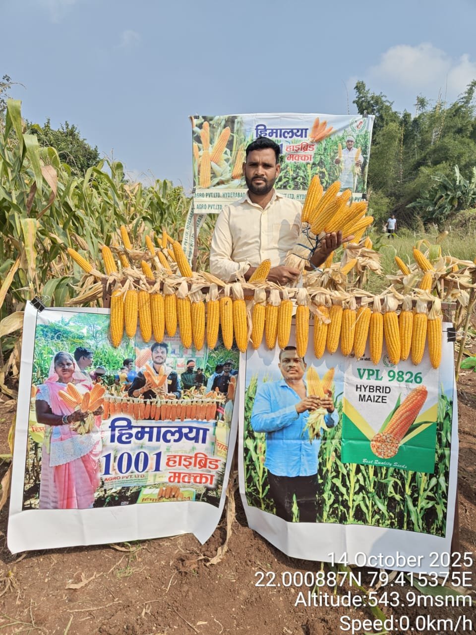 Uniform tillering demonstration in PrabhuBhog 130 plot