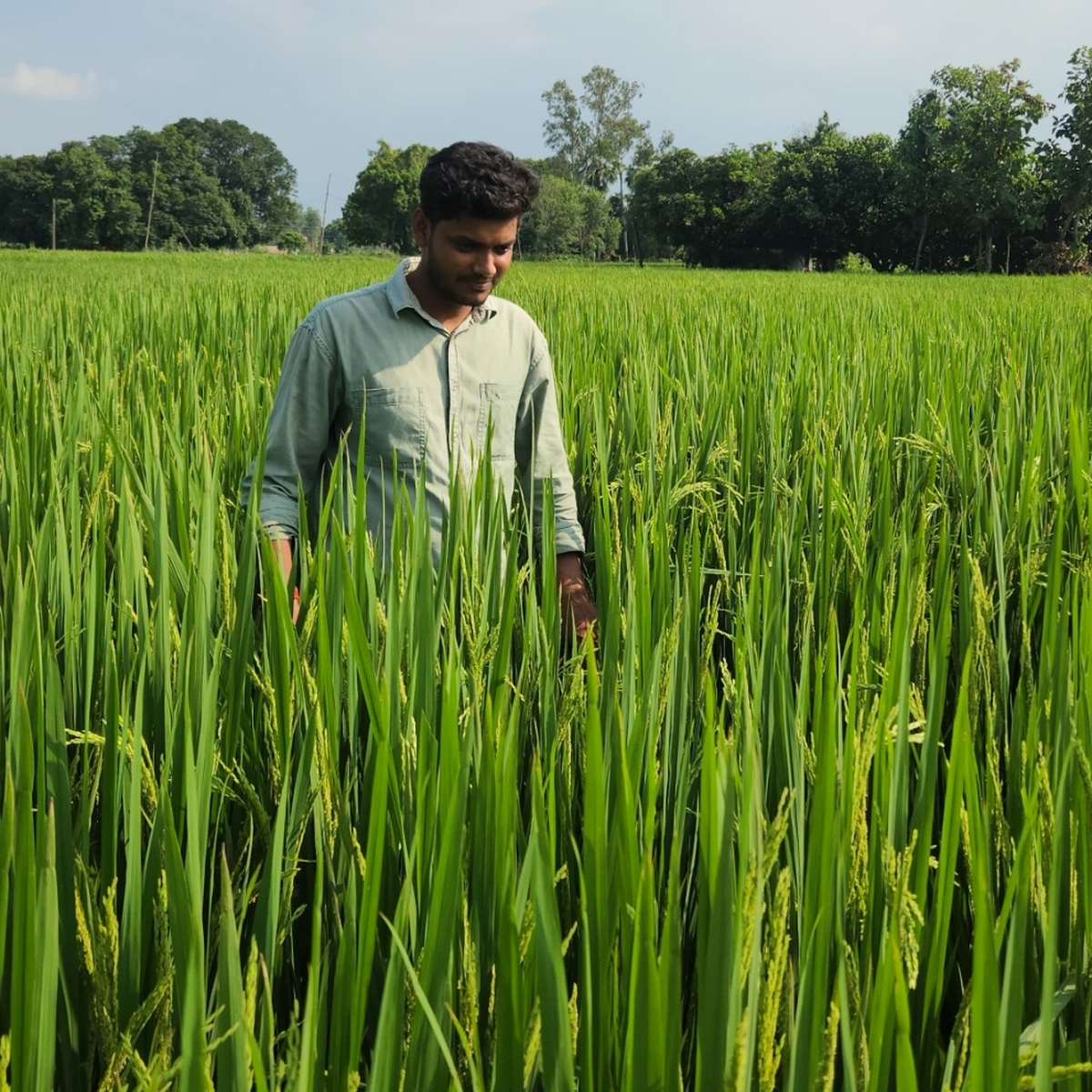 Young Indian farmer standing in a thriving lush green paddy field with rich rice panicles under clear skies